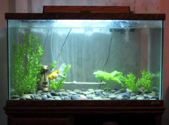 planted goldfish tank. Many fish lovers and aquarium